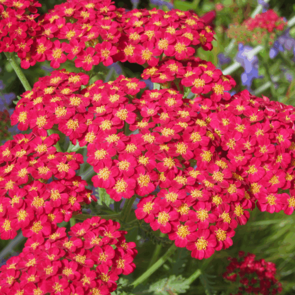 Paprika Achillea - Image 2