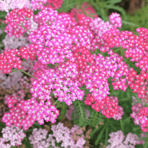 Achillea Oertel’s Rose