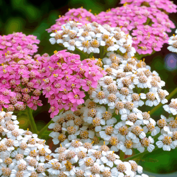 Achillea Oertel’s Rose - Image 2