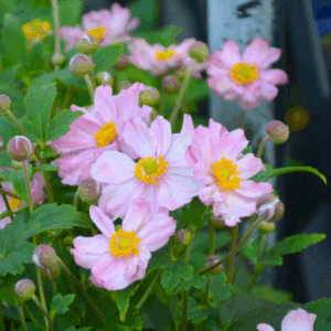 Anemone Pocahontas