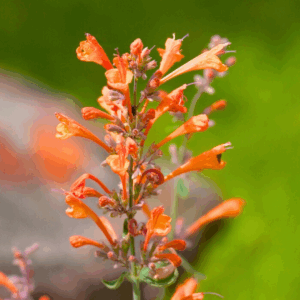 Agastache Tango