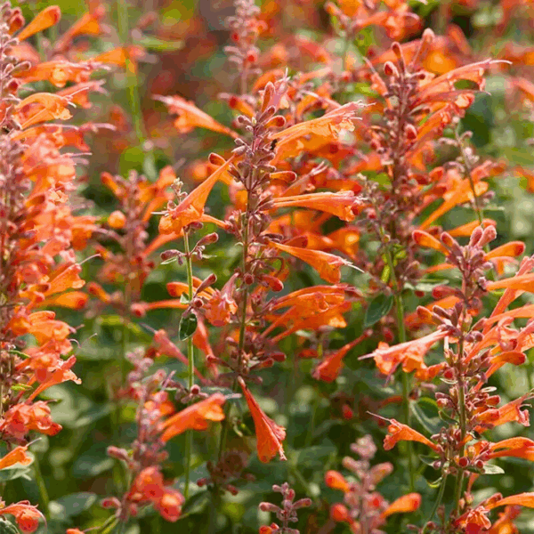 Agastache Tango - Image 2