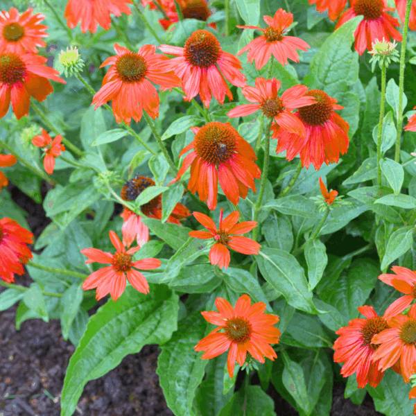 Sombrero Salsa Red Echinacea