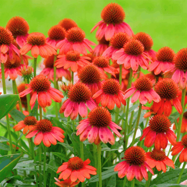 Echinacea Sombrero Salsa Red - Image 2