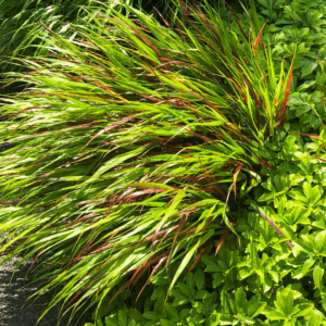 Beni-Kazi Japanese Forest Grass
