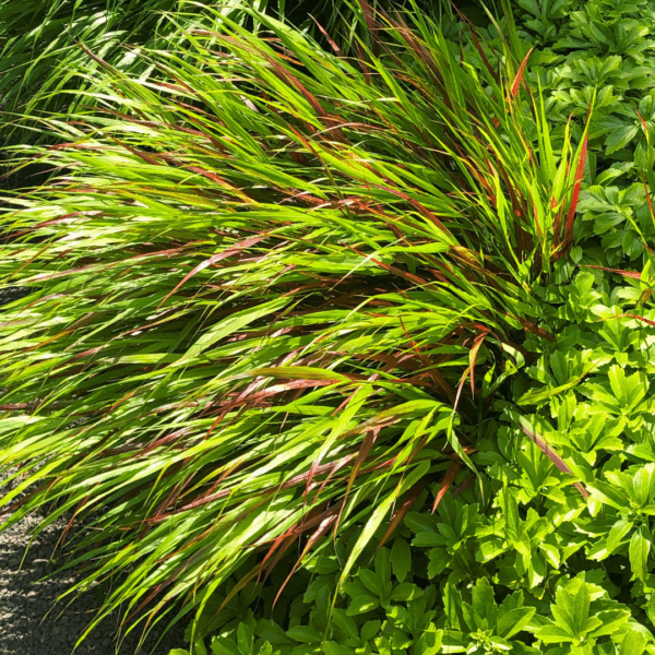 Beni-Kazi Japanese Forest Grass