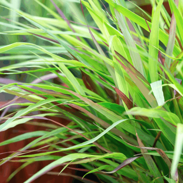 Beni-Kazi Japanese Forest Grass - Image 2