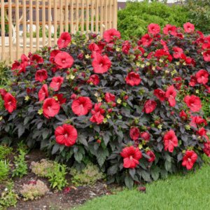Hibiscus Holy Grail