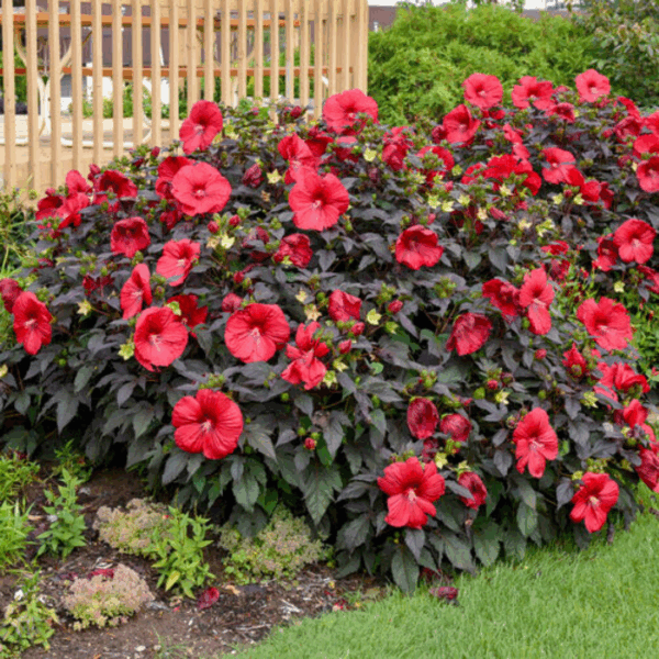Hibiscus Holy Grail