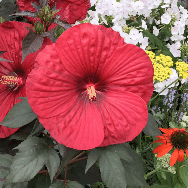 Hibiscus Holy Grail - Image 2