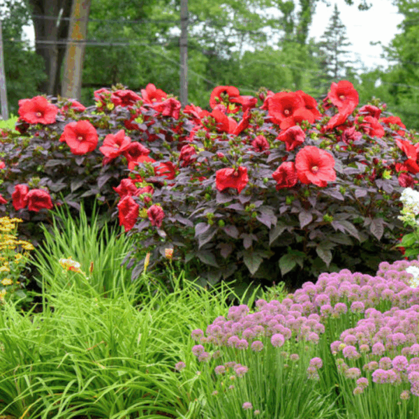 Hibiscus Holy Grail - Image 3