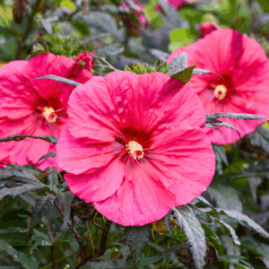 Hibiscus Evening Rose