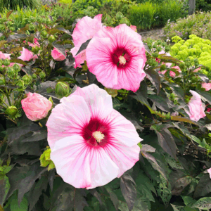Hibiscus Cherry Choco Latte