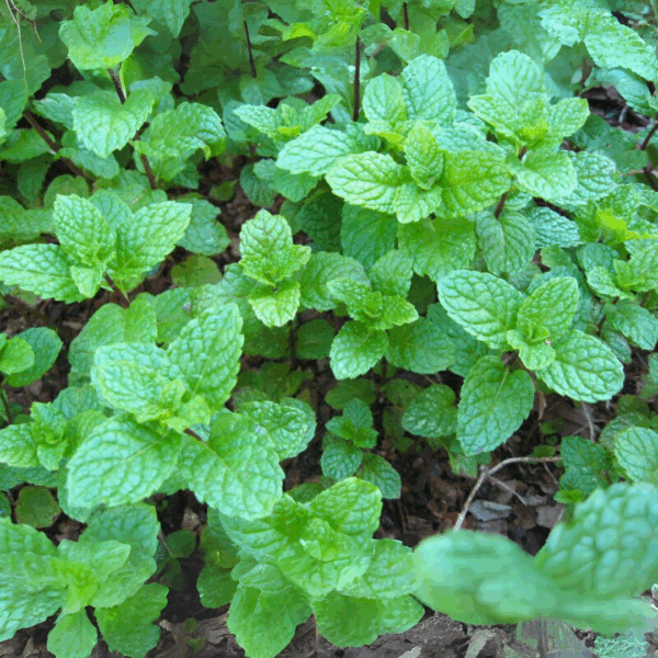 Kentucky Colonel Spearmint