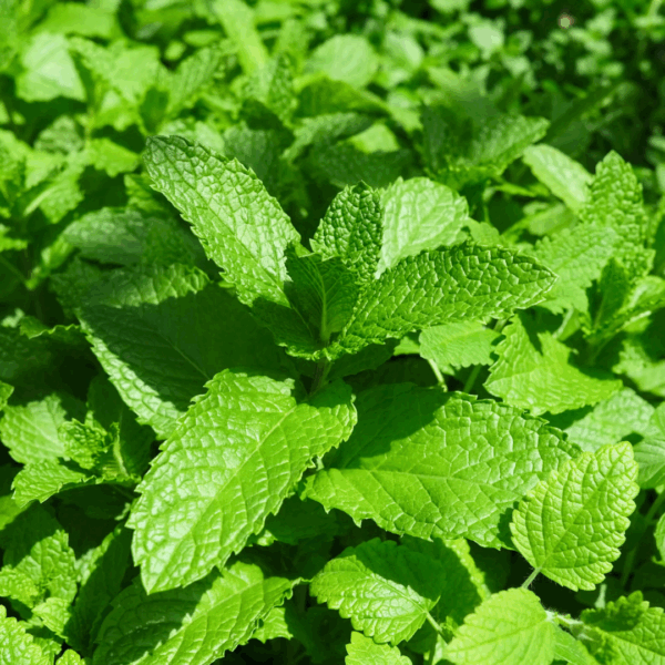 close up of Kentucky Colonel Spearmint