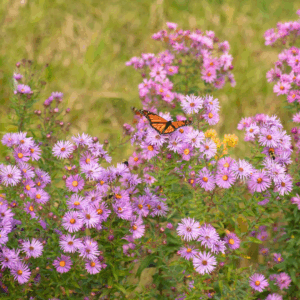 Aster Woods Pink