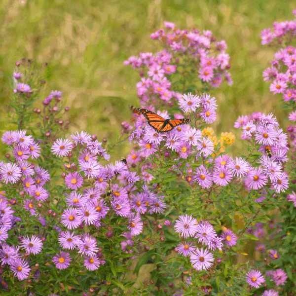 Aster 'Woods Pink'