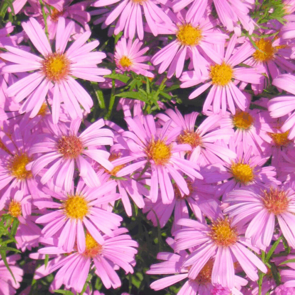 Aster Woods Pink - Image 2