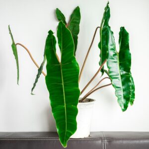 Philodendron Billietae