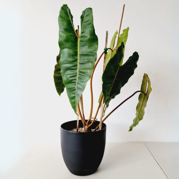 Philodendron Billietiae in a black pot