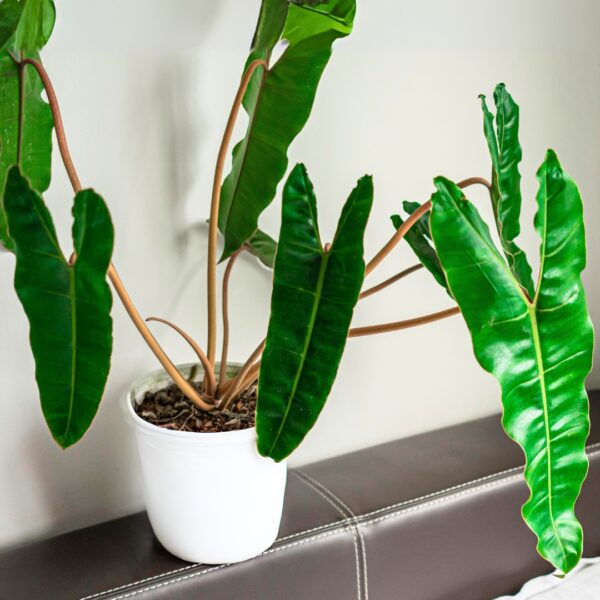 Philodendron Billietiae in a white pot