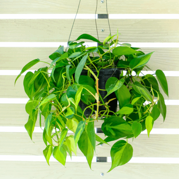 Philodendron Brasil - Image 3