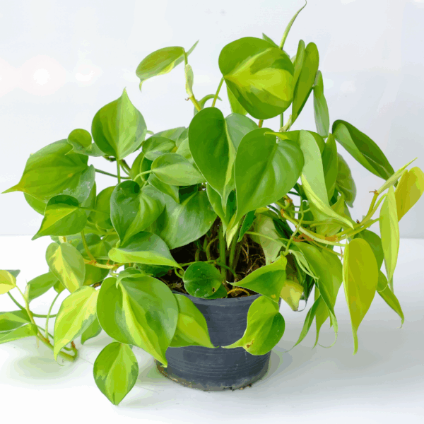 Philodendron Brasil