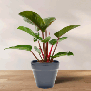 Philodendron Congo Rojo