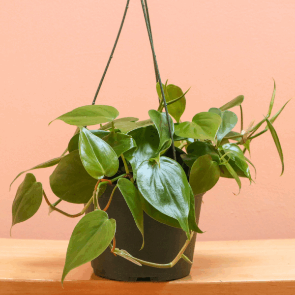 Philodendron Cordatum - Image 2