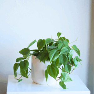 Philodendron Cordatum