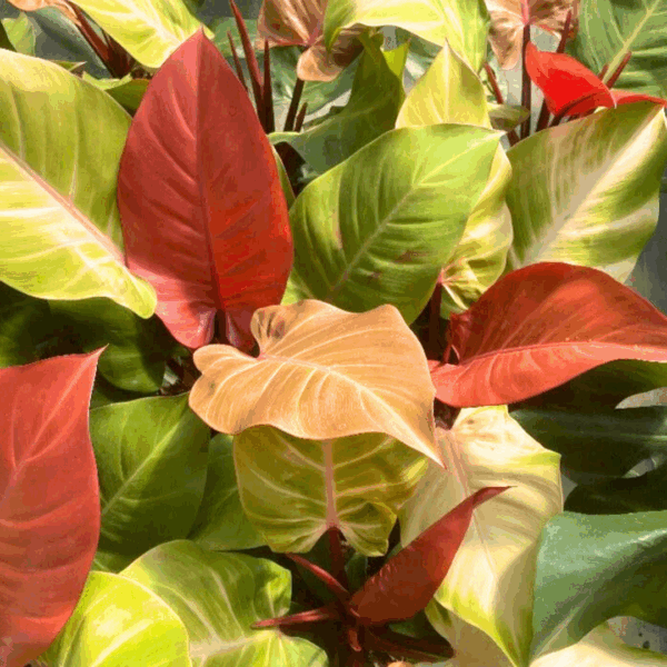 Philodendron McColley’s Finale - Image 2