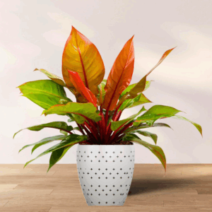 Philodendron McColley’s Finale