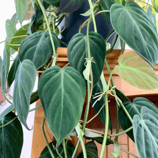 Philodendron Micans - Image 2