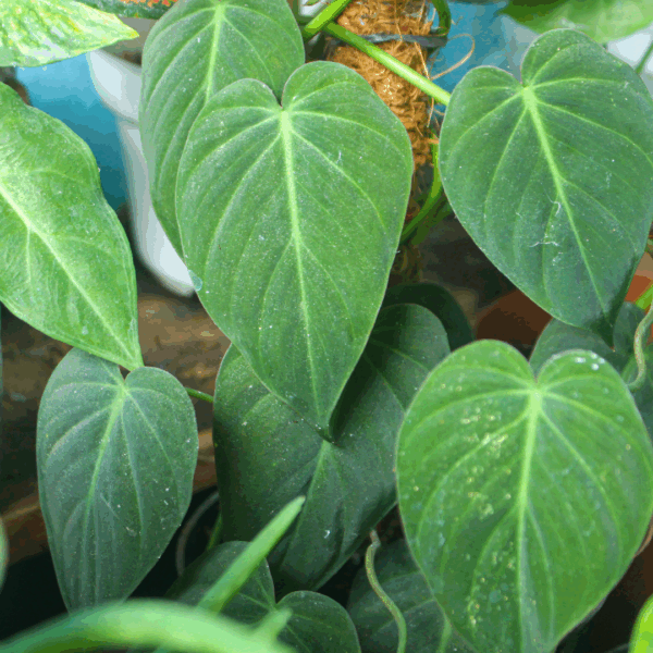 Philodendron Micans - Image 3