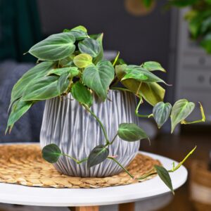 Philodendron Micans