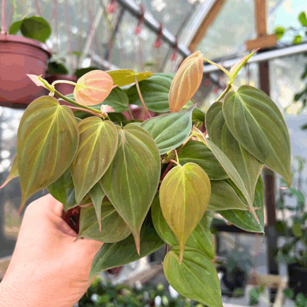 Philodendron Micans in a greenhouse