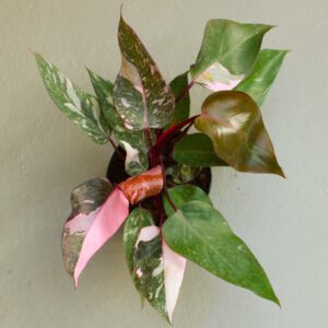Philodendron Pink Princess