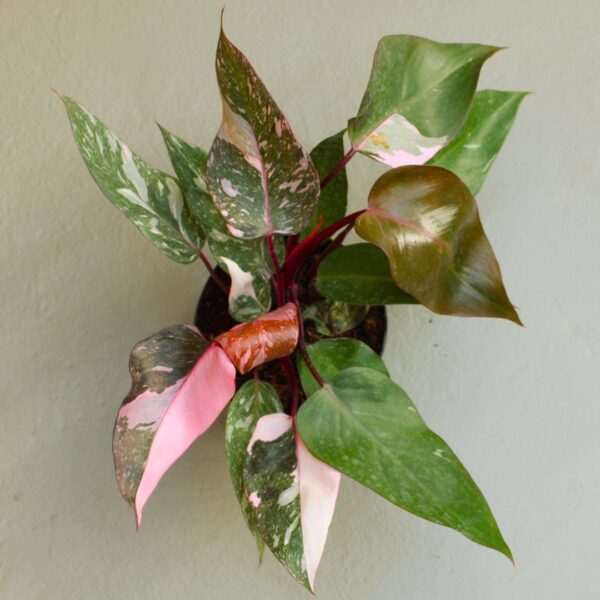 Philodendron Pink Princess