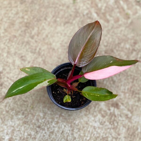 young Philodendron Pink Princess