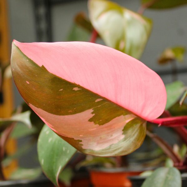 Philodendron Pink Princess leaf