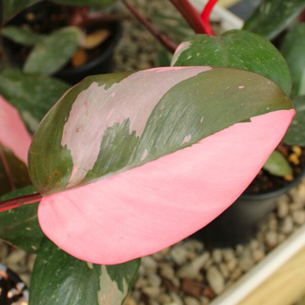 Philodendron Pink Princess half pink