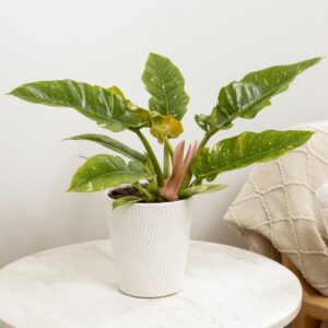 Philodendron Ring of Fire