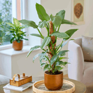 Philodendron Silver Sword