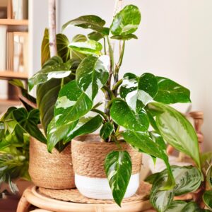 Philodendron White Princess