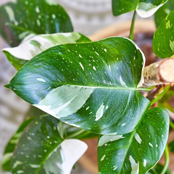 Philodendron White Princess leaf