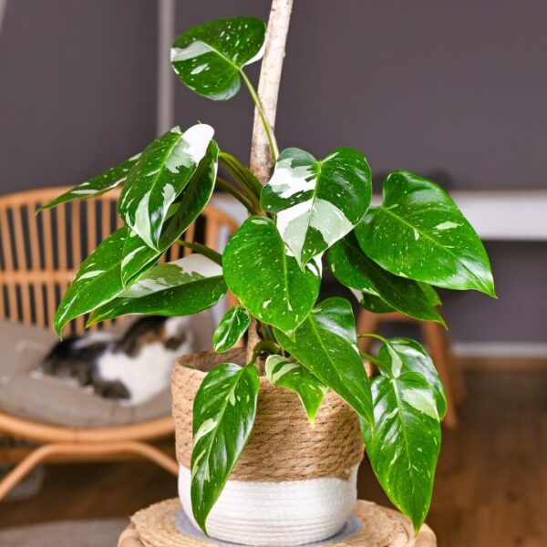 Philodendron White Princess in a pot