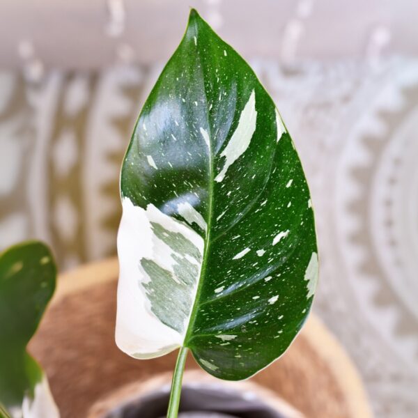 Philodendron White Princess white variegation