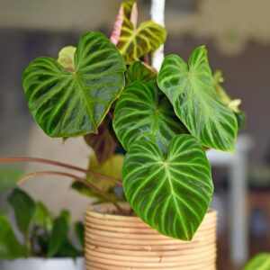 Philodendron Verrucosum
