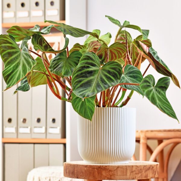 Philodendron verrucosum in a white pot
