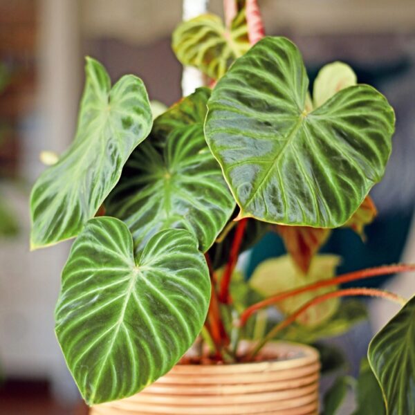 Philodendron verrucosum leaves